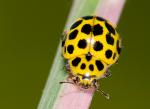 Psyllobora 22-punctata | Ladybird species